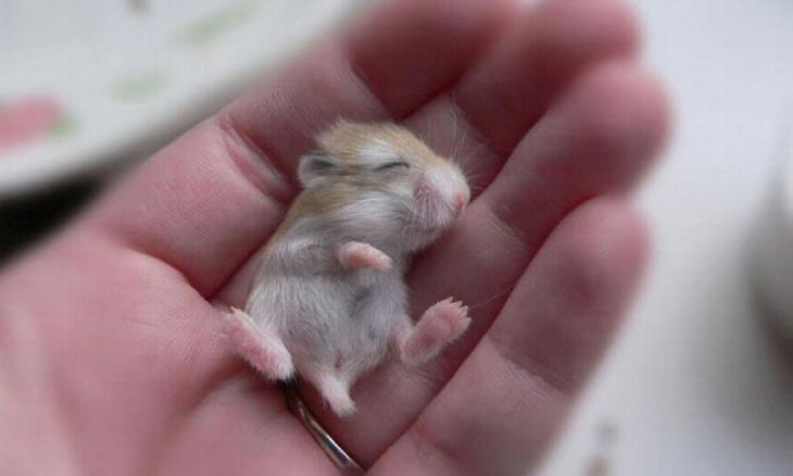 Bebê Hamster