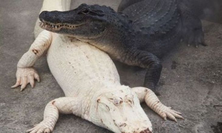 Crocodilos preto e brancos