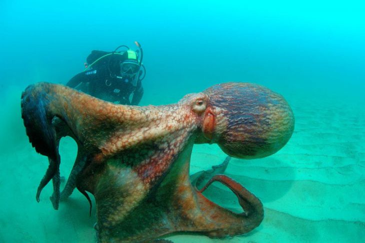 Stor blekksprut
