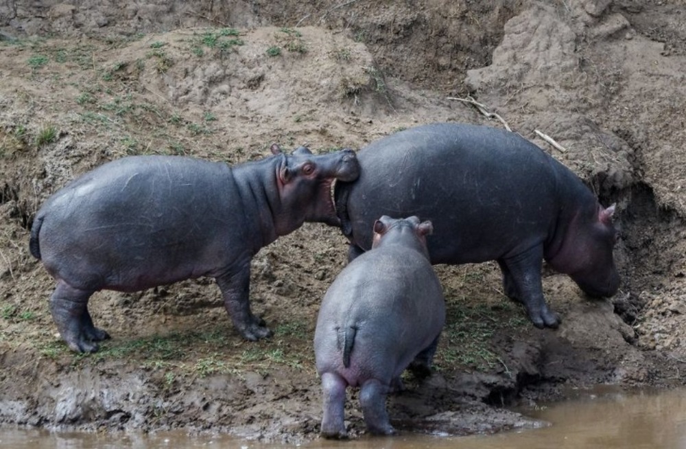 Ukąszenia hipopotama