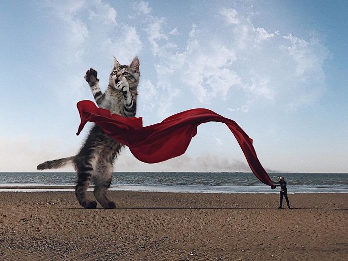 Duży kot na plaży