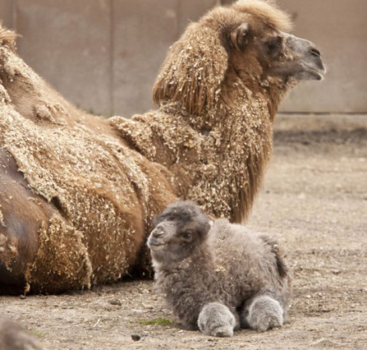 Um camelo bebê