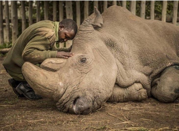 último rinoceronte-branco do mundo