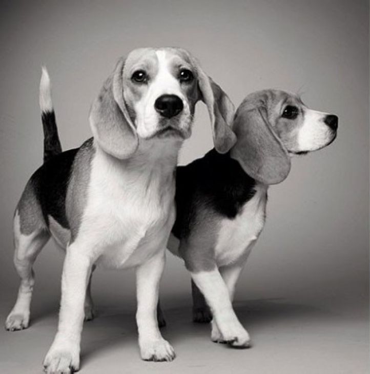 2 cães de orelhas compridas