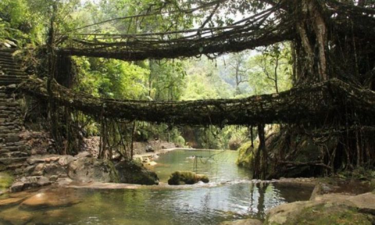 Pontes de raízes vivas, Índia