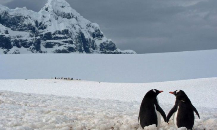 Um par de pinguins, Antártida