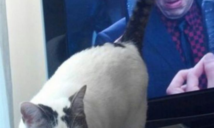 Pisica lângă televizor