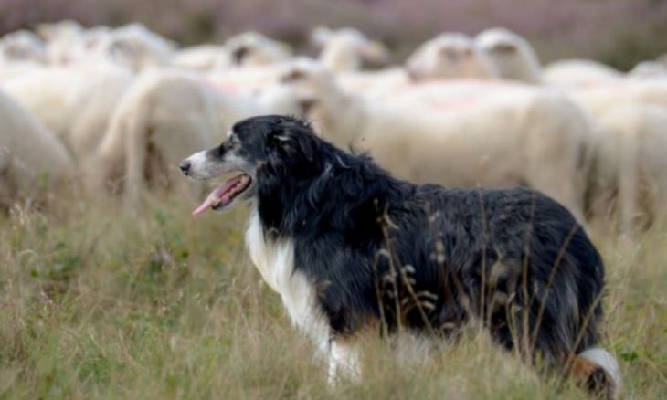 Pastor-australiano guarda as ovelhas