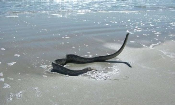 Un șarpe se strecură de-a lungul țărmului