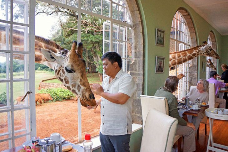 Homem alimenta uma girafa em um restaurante