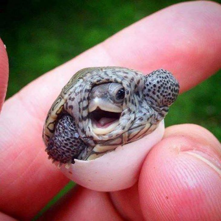 Een babyschildpad