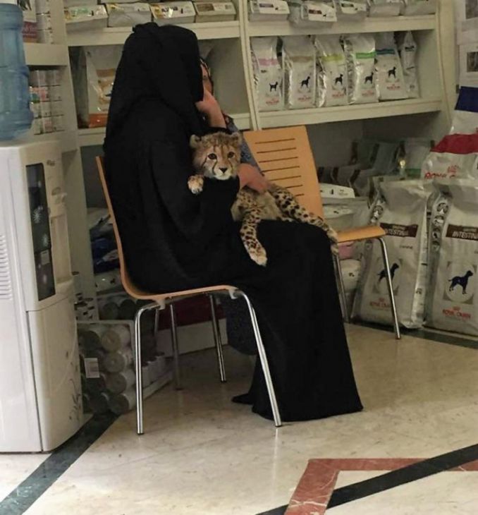 Gepardit Dubaissa