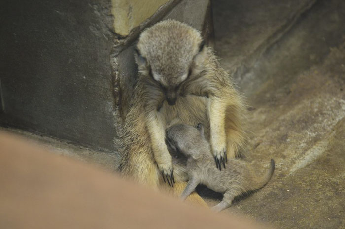 Mãe alimenta um pouco meerkat