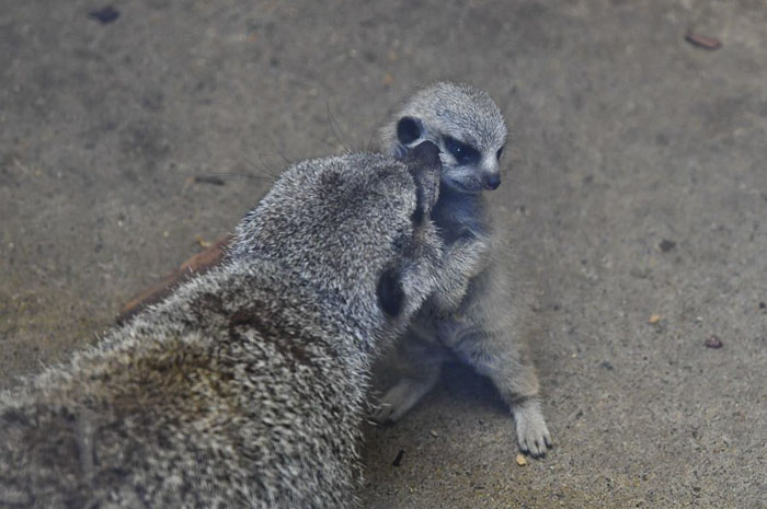 Mãe meerkat beijos bebê