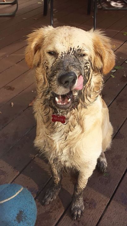 Koira nuolee likaa