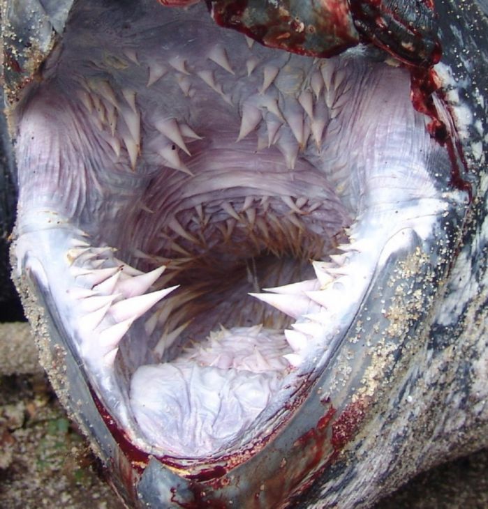 A boca da tartaruga-gigante