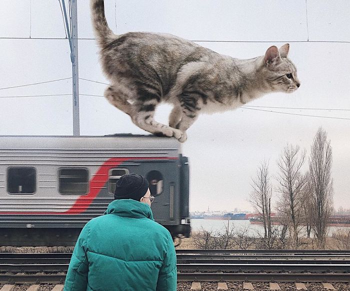 Gato pula do trem