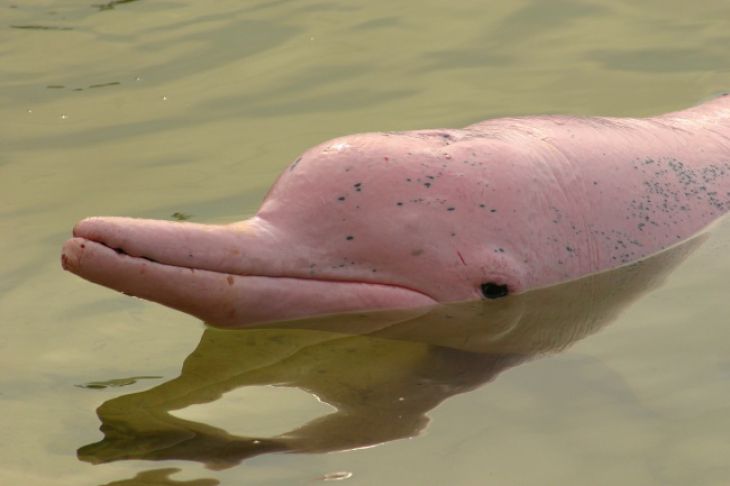 Delfín del río Amazonas 