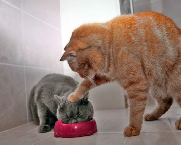 Katten får en annen katt til å spise