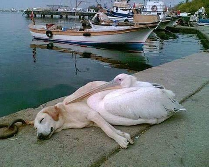 pelicano fez amizade com um cachorro