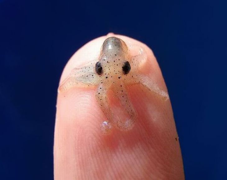 Baby-blekksprut