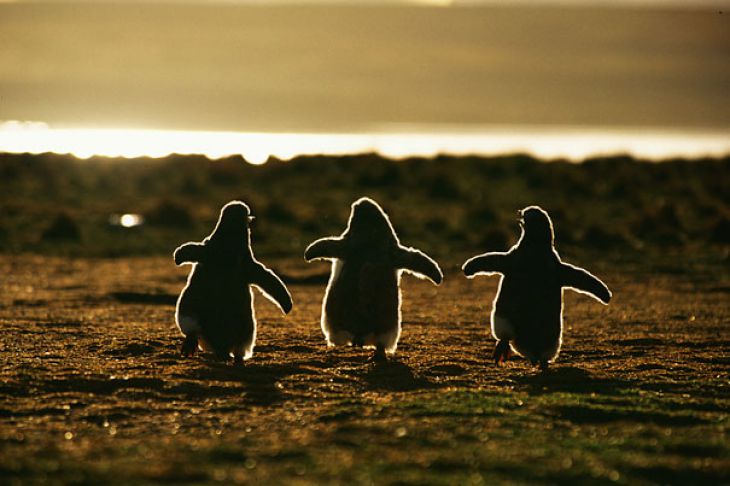 Pinguins Bebés