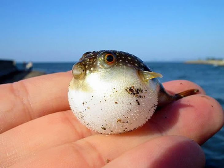 Baby Kuglefisk