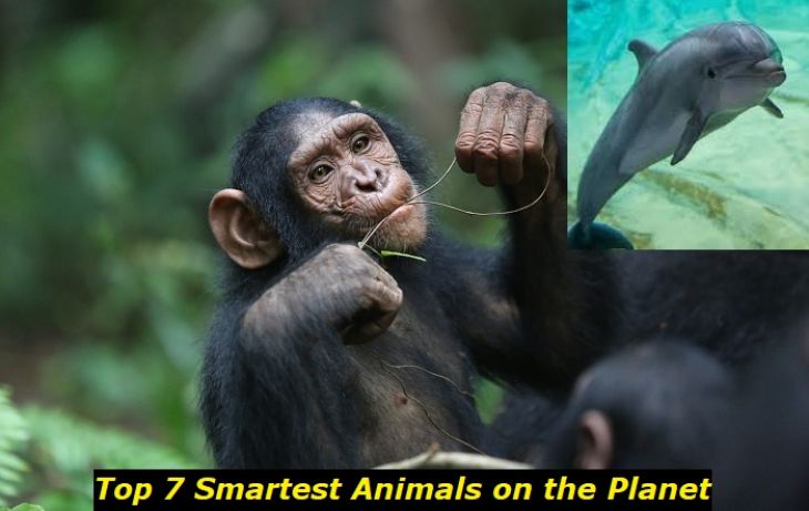 What Is the #1 Smartest Animal? Top 7 Smarties from the Animal World