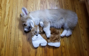 16 animais de estimação que se apaixonaram por um brinquedo e não conseguiram se separar dele por nada nesse mundo