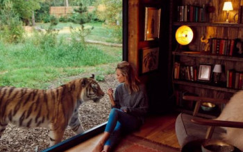Noite selvagem você pode dormir ao lado dos leões e tigres em uma hospedaria safari incrível... Em Kent 