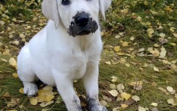 30 syytä, minkä vuoksi sinun ei pitäisi antaa koirasi koskaan leikkiä mudassa