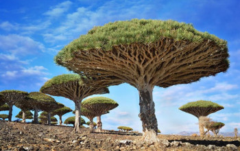 16 από τα ομορφότερα δέντρα στον κόσμο