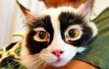 15 γάτες που έκαναν πάταγο φέτος στο διαδίκτυο 