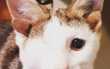 Gatito, con 4 orejas y un ojo, rescatado de la miseria para encontrar su hogar definitivo