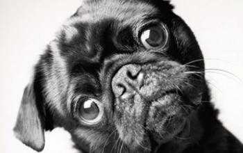 Cómo envejecen los perros: un proyecto fotográfico fascinante y profundamente conmovedor