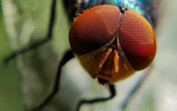 Check out these stunning macro photos taken using a smart phone