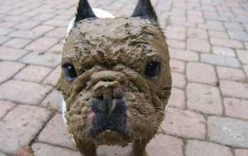 30 redenen waarom je nooit je hond in de modder moet laten spelen