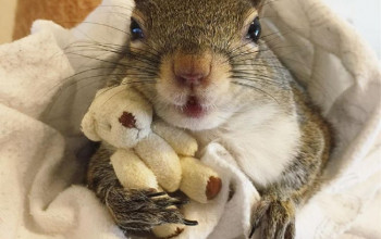 Deze eekhoorn gered van de orkaan Isaac kan niet zonder haar teddybeer slapen en mensen kunnen de schattigheid gewoon niet aan