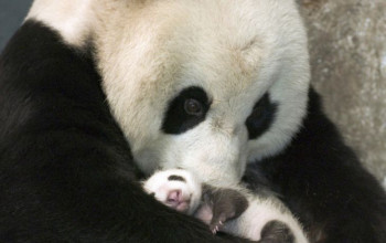 15 zwierzęcych noworodków, które roztopią nawet najbardziej zimne serca