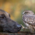 Een kleine uil wordt door een gigantische hond geadopteerd en hun band is onmiskenbaar