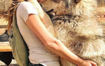 17 hermosos perros lobo que quisiéramos abrazar y nunca dejar ir
