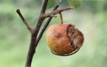 35 φωτογραφίες από αξιολάτρευτα ποντίκια του αγρού που μας δίνουν μια εικόνα της μικροσκοπικής ζωής τους