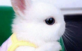 Ponad 30 uroczych królików, które zapewnią Ci wielkanocny humor