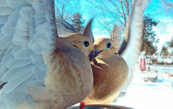 Kobieta zainstalowała kamerę na karmniku dla ptaków w swoim ogrodzie i z tego wyszło coś niesamowitego (30 zdjęć)