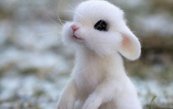 Artista Russa achou que animais com lã poderiam espantar-te com a sua fofura (30 fotos)