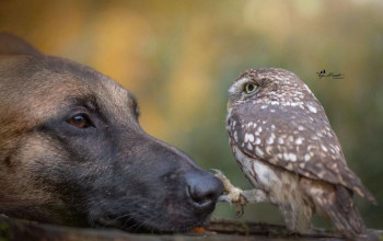 En lillebitte ugle bliver adopteret af en gigantisk hund og båndet mellem dem er ubrydeligt
