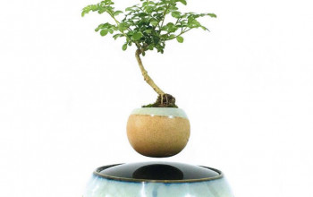 Floating bonsai and why trees can fly?