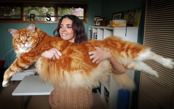 The orange Maine Coon – what does it look like?