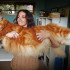The orange Maine Coon – what does it look like?