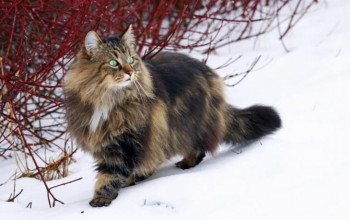 The Norwegian forest cat – from birth to old age